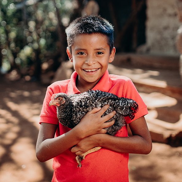 Kippen Compassioncadeaus